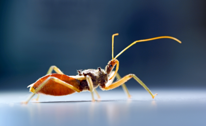 Assassin bug: photo Jiayi Jin 